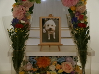 ひたちなか市愛犬ココちゃん