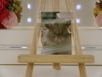 水戸市ハムスター・リヒトちゃん