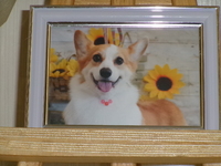 水戸市愛犬エミリーちゃん