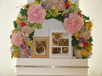 水戸市愛猫しずちゃん