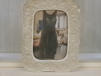 水戸市愛猫ノアちゃん