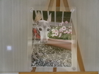 水戸市愛犬サスケちゃん