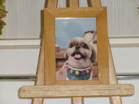 水戸市愛犬モモちゃん