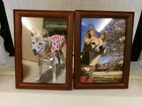 常陸大宮市愛犬チョコちゃん