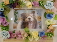 鉾田市愛犬チョコちゃん