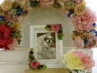 水戸市愛犬しーちゃん