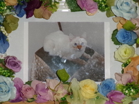 常陸大宮市愛猫ミミちゃん