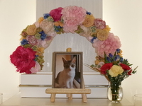 東海村愛猫レオちゃん