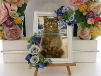 日立市愛猫アクエリアスちゃん