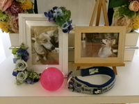 鉾田市愛犬ロクサスちゃん