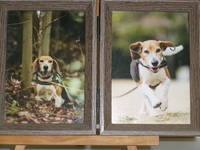 水戸市愛犬諒ちゃん