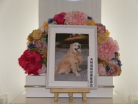 水戸市愛犬ララちゃん