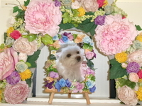 ひたちなか市愛犬ムギちゃん