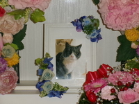 ひたちなか市愛猫タビちゃん