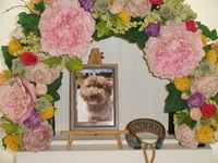 水戸市愛犬丸ちゃん