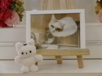 東海村愛猫こうめちゃん