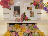 水戸市愛犬ちっぷちゃん