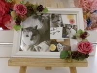 石岡市愛猫ココアちゃん