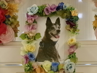 水戸市愛犬めいちゃん