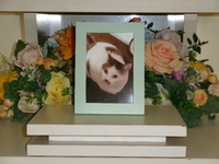 常陸大宮市愛猫ステヂちゃん