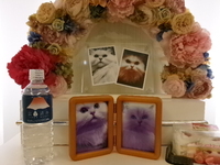 水戸市愛猫はるさめちゃん