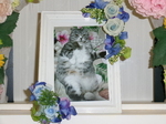 城里町愛猫りゅうちゃん