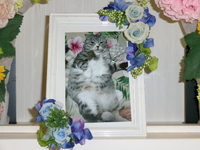 城里町愛猫りゅうちゃん