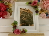 水戸市愛猫トラボちゃん