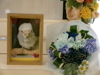 茨城町愛鳥ひなちゃん