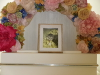 水戸市ハムスターココちゃん