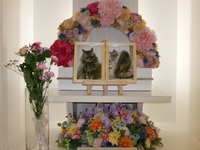 水戸市愛猫ふうちゃん