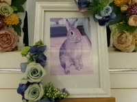 日立市愛兎チビちゃん