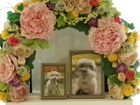 水戸市愛犬トルテちゃん