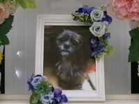 水戸市愛犬嵐ちゃん