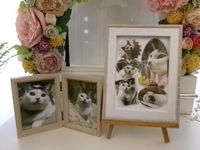 水戸市愛猫チーちゃん