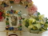 水戸市愛犬ロビンちゃん