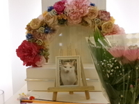 笠間市愛猫トラちゃん