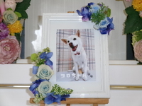 水戸市愛犬コロちゃん