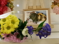 那珂市モルモット・ノエルちゃん