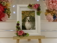 水戸市愛犬パピちゃん