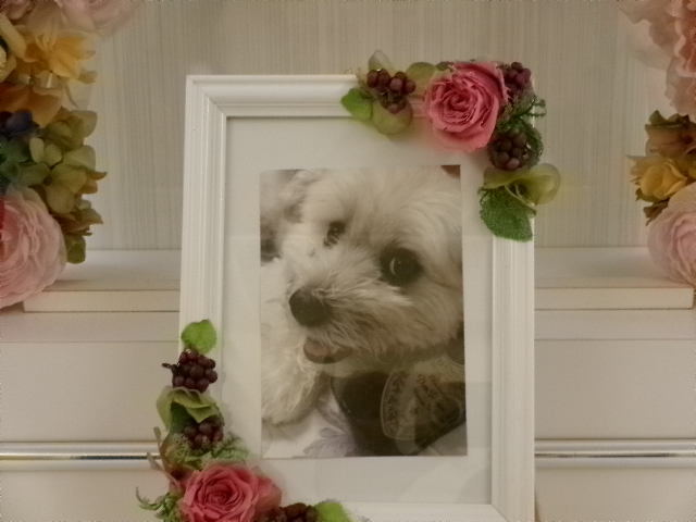 小林家愛犬ジャが丸ちゃん.JPG
