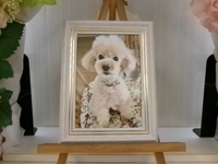 ひたちなか市愛犬ロコちゃん