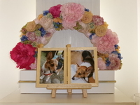 水戸市愛犬ももちゃん