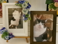 水戸市愛猫ぷーちゃん