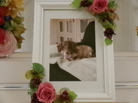 石岡市愛犬もかちゃん