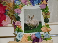 水戸市愛兎そららちゃん