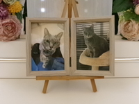 ひたちなか市愛猫小梅ちゃん