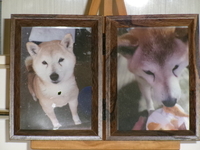 常陸太田市愛犬椛ちゃん