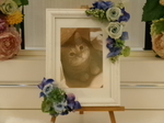 ひたちなか市愛猫りゅうじちゃん