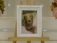 水戸市愛犬さくらちゃん